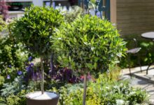 small evergreen trees