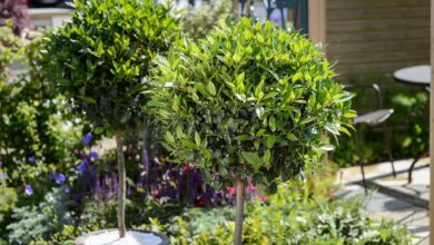 small evergreen trees