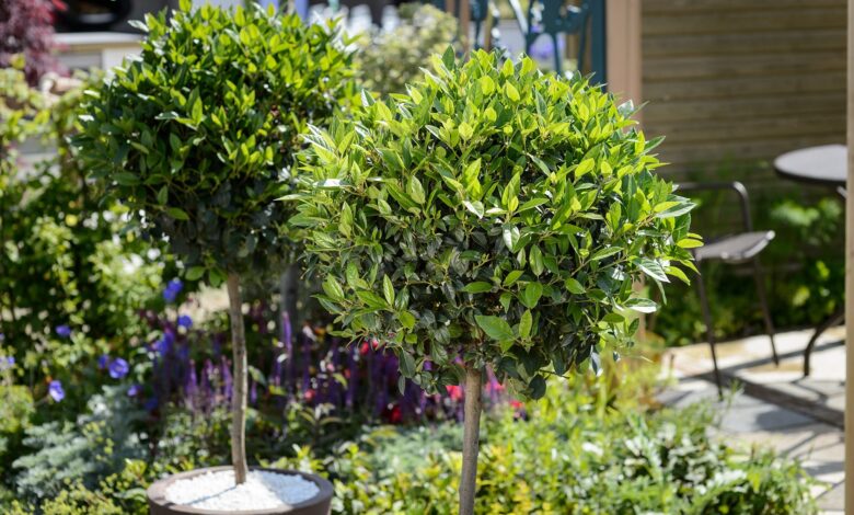 small evergreen trees